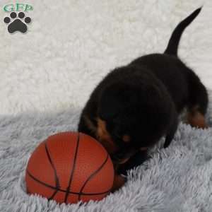 Axel, Rottweiler Puppy