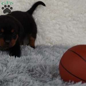Axel, Rottweiler Puppy