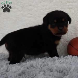 Axel, Rottweiler Puppy