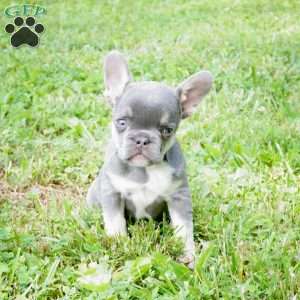 Maybel, French Bulldog Puppy