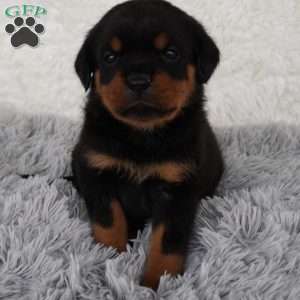 Axel, Rottweiler Puppy