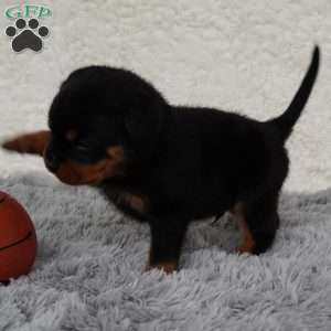 Axel, Rottweiler Puppy