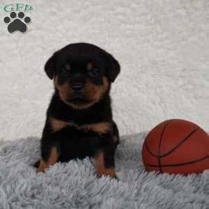Thor, Rottweiler Puppy