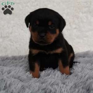 Thor, Rottweiler Puppy