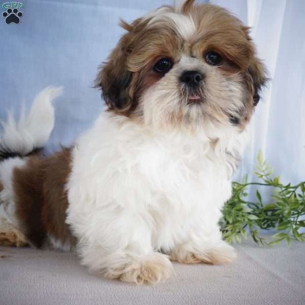 Jude, Shih Tzu Puppy