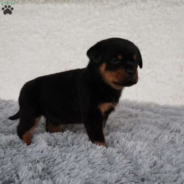 Thor, Rottweiler Puppy