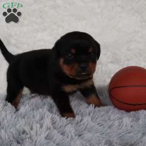 Drake, Rottweiler Puppy