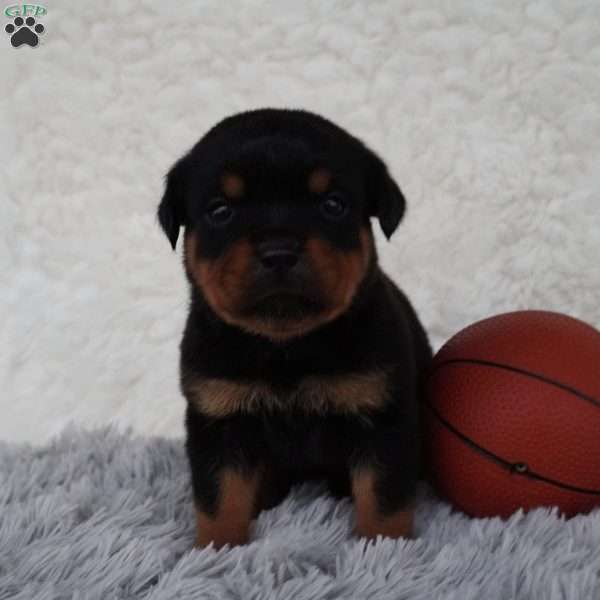 Drake, Rottweiler Puppy