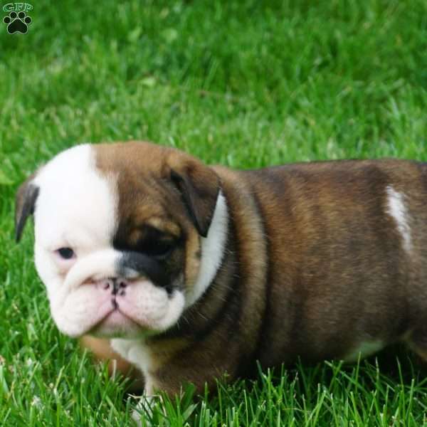 roscoe, English Bulldog Puppy