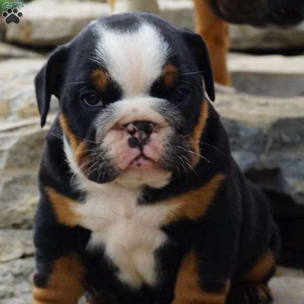 ruger, English Bulldog Puppy
