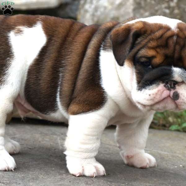 remington, English Bulldog Puppy