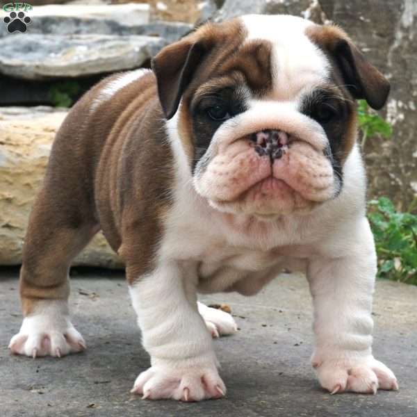 raliegh, English Bulldog Puppy