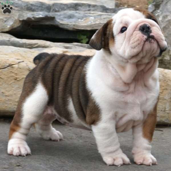 rosie, English Bulldog Puppy