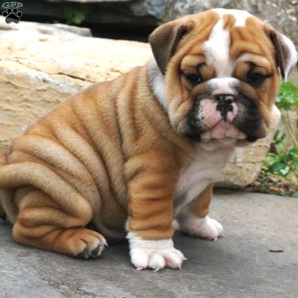rascal, English Bulldog Puppy