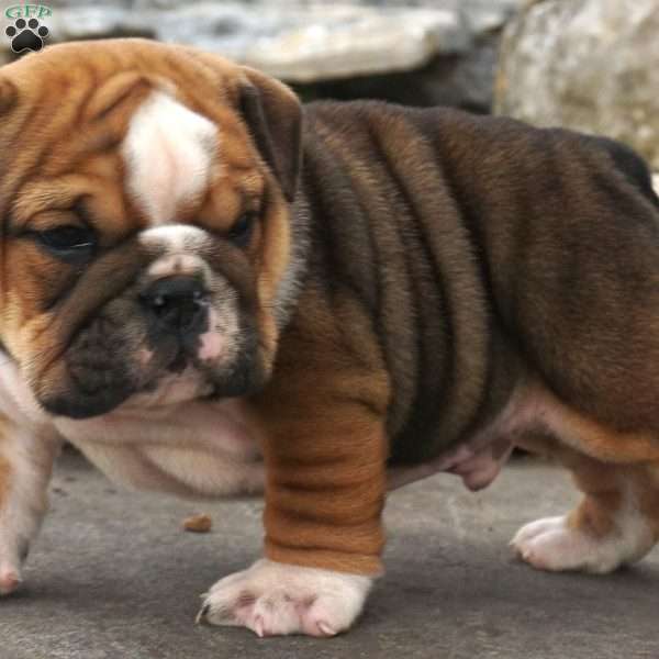 rocky, English Bulldog Puppy