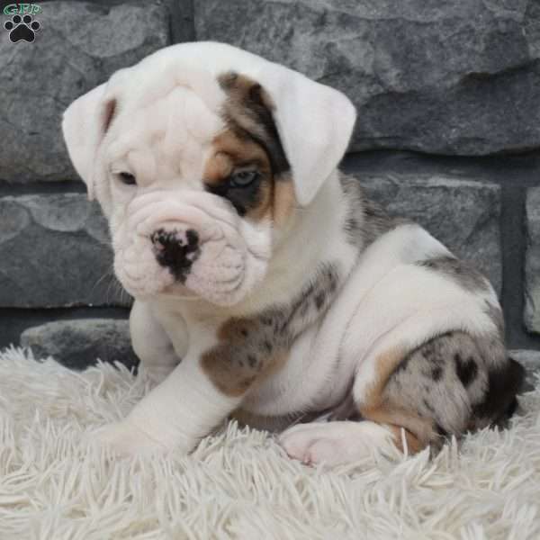 Diesel, Beabull Puppy