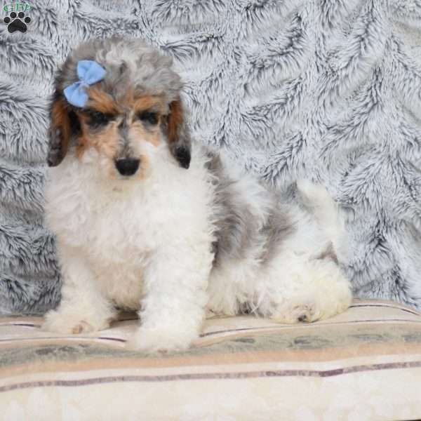 Norway, Miniature Poodle Puppy
