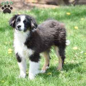 Lux, Miniature Australian Shepherd Mix Puppy