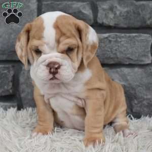 Biscuit, Beabull Puppy