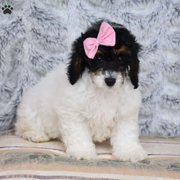 Norene, Miniature Poodle Puppy