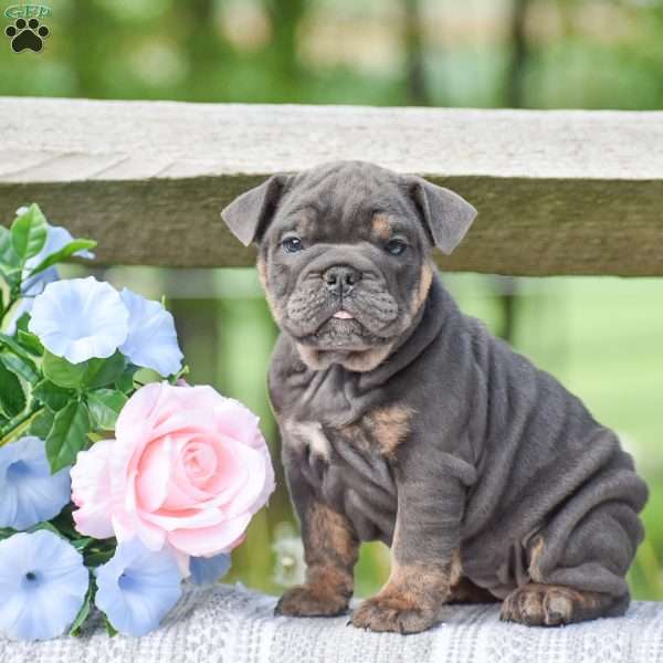 Taylor, English Bulldog Puppy