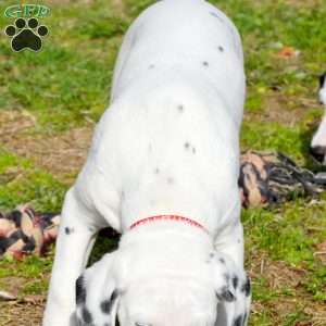 Chizzle, Dalmatian Puppy