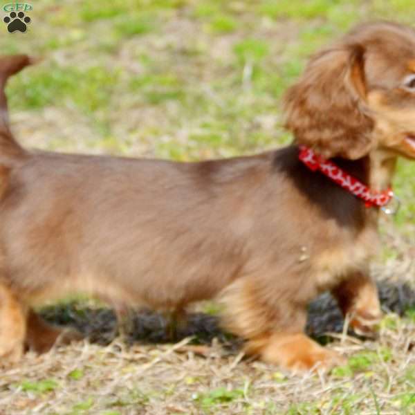 Indta’pot, Dachshund Puppy