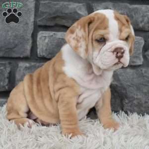 Biscuit, Beabull Puppy