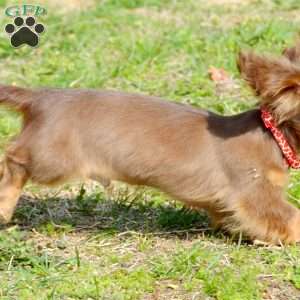 Indta’pot, Dachshund Puppy