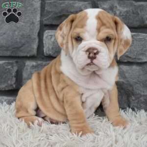 Biscuit, Beabull Puppy