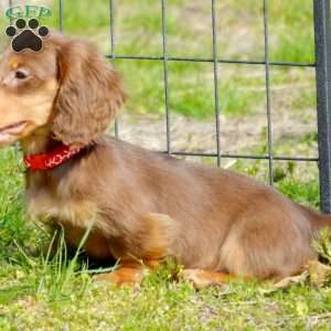 Indta’pot, Dachshund Puppy