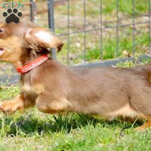 Indta’pot, Dachshund Puppy
