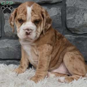 Bailey, Beabull Puppy
