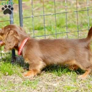 Indta’pot, Dachshund Puppy