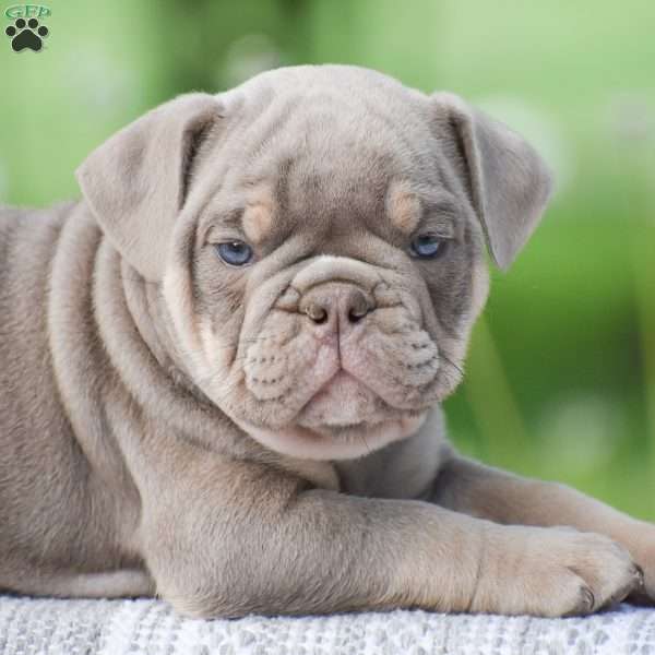 Tank, English Bulldog Puppy