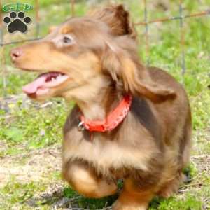 Indta’pot, Dachshund Puppy