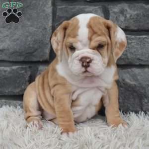 Biscuit, Beabull Puppy