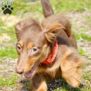 Indta’pot, Dachshund Puppy
