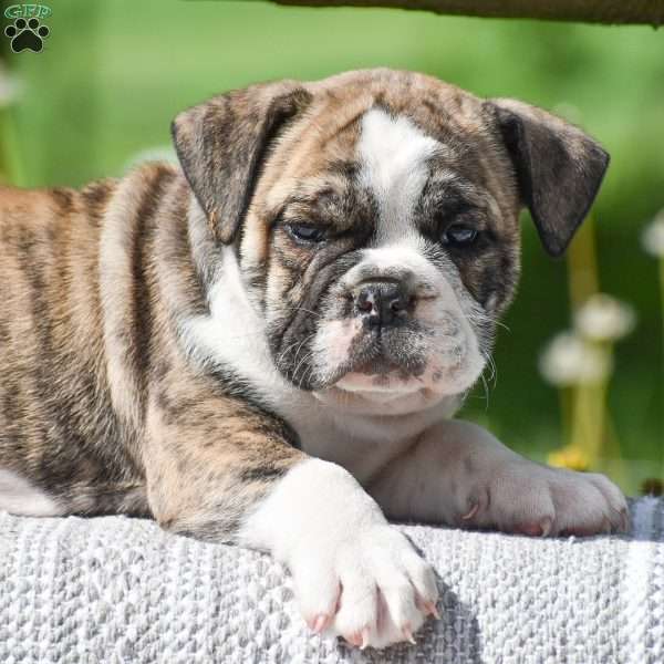 Tiger, English Bulldog Puppy