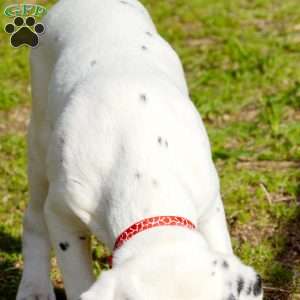Chizzle, Dalmatian Puppy
