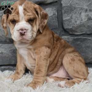Bailey, Beabull Puppy