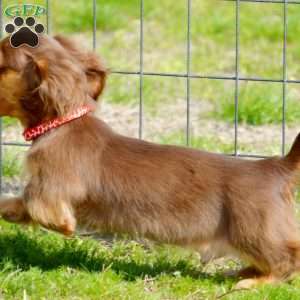 Indta’pot, Dachshund Puppy