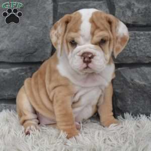 Biscuit, Beabull Puppy