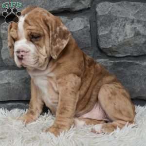 Bailey, Beabull Puppy