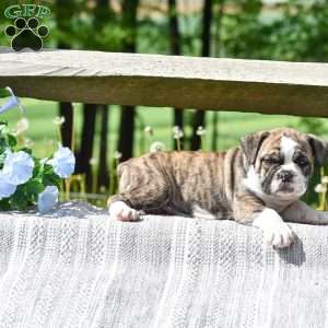 Tiger, English Bulldog Puppy