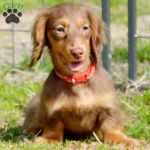 Indta’pot, Dachshund Puppy