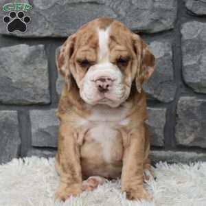 Bailey, Beabull Puppy