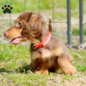 Indta’pot, Dachshund Puppy