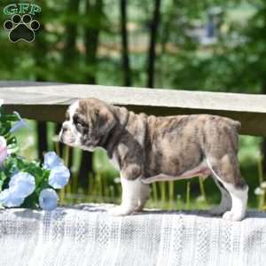 Tiger, English Bulldog Puppy