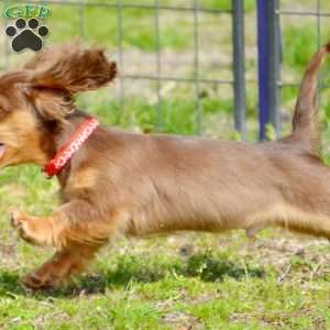 Indta’pot, Dachshund Puppy